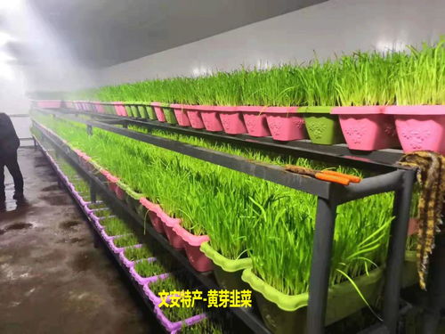 文安县残疾人种植培育的 黄芽韭菜 上市了