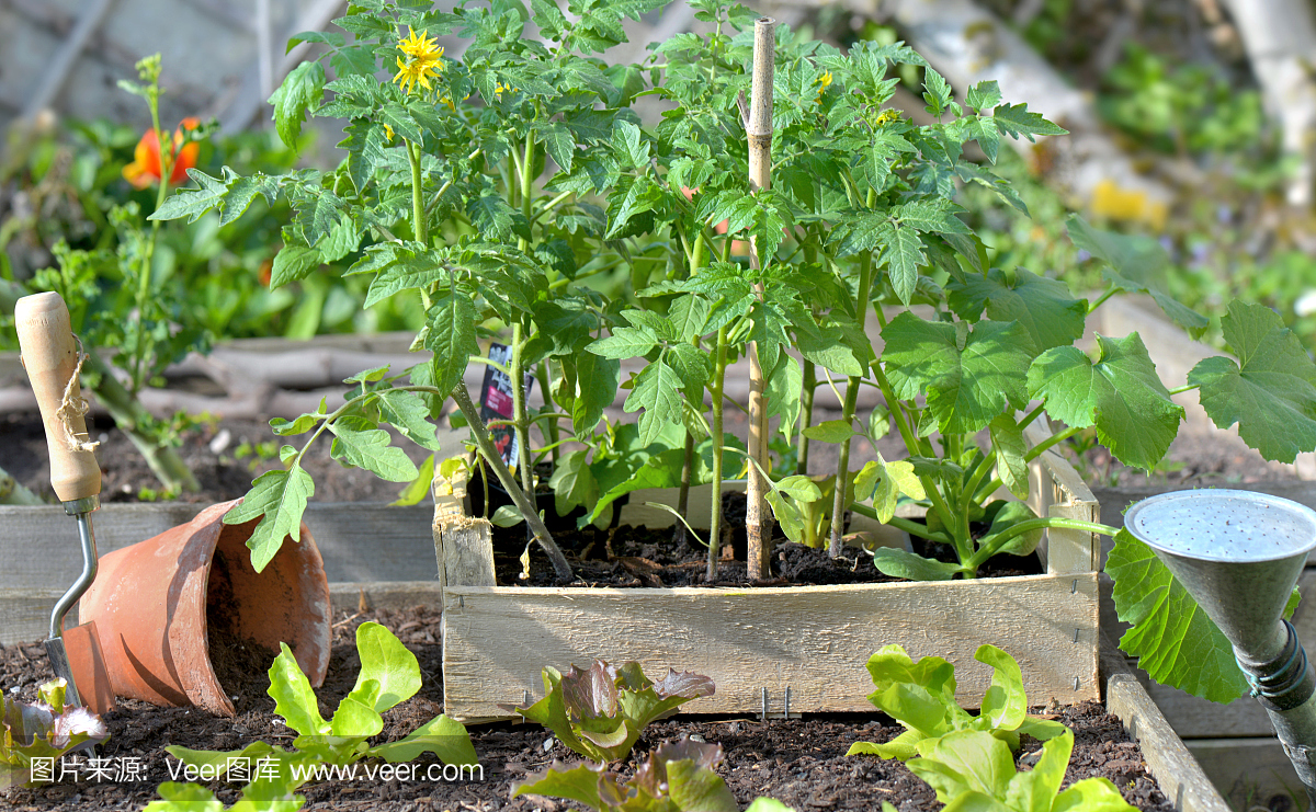 西红柿和莴苣装在板条箱里,放在菜园的土壤上