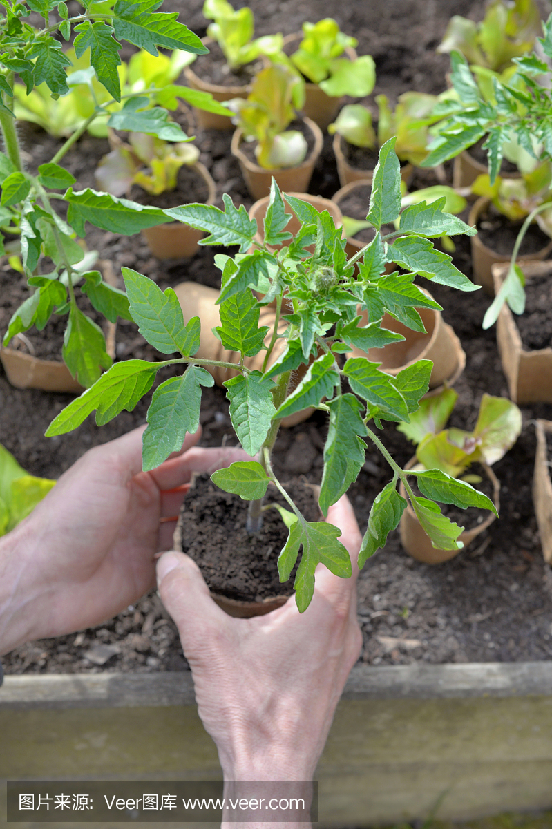 园丁手捧西红柿幼苗准备在花园里种植