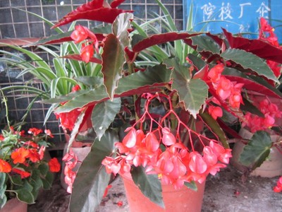四季花卉种植图片|四季花卉种植产品图片由中山市东区广茵园艺工程部公司生产提供